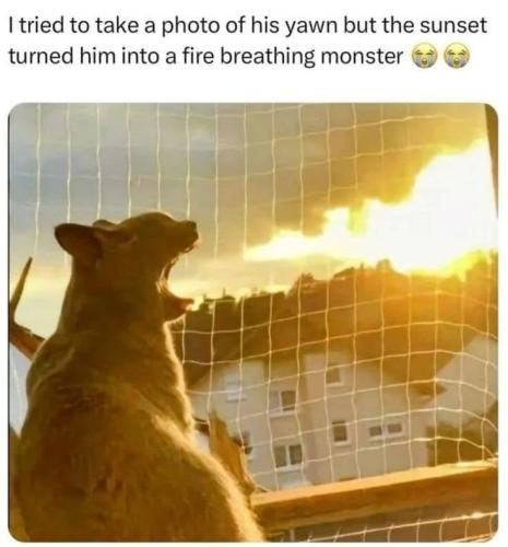 tried-take-photo-his-yawn-but-sunset-turned-him-into-fire-breathing-monster_1775669589.jpeg
