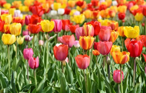 tulips_1779741748.jpg