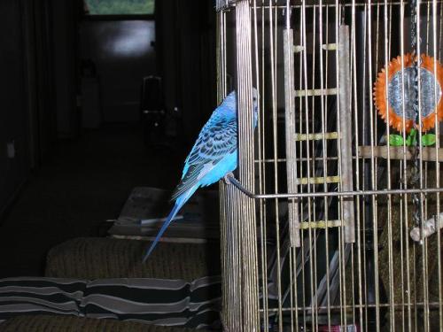 tweety-bird_1736960222.JPG