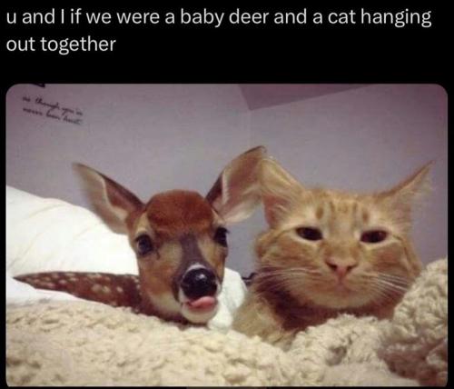 u-and-if-were-baby-deer-and-cat-hanging-out-together-as-though_1775670162.jpeg