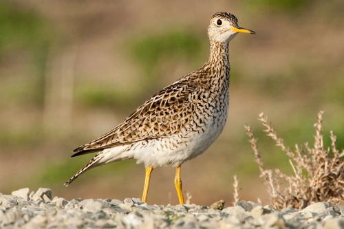 wabuplandsandpiper-mkr_1780454425.jpeg
