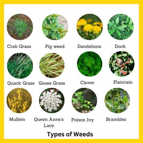 weeds_1786890120.jpg