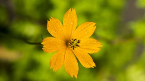 yellow-4763981-1920_1684623084.jpg