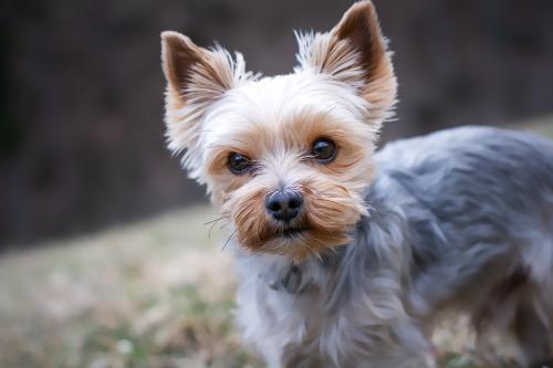 yorkshire-terrier-4783327-1920_1693071498.jpg
