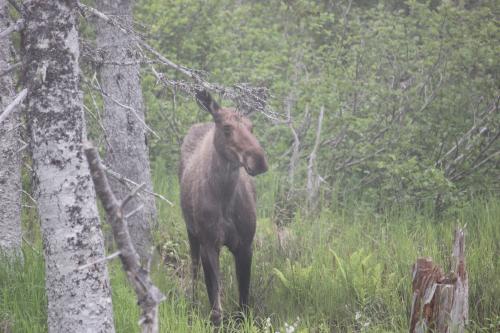 young-moose_1757260968.JPG
