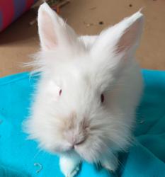 BigEaredBunny profile picture