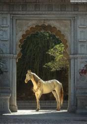User Profile: Faizaaan