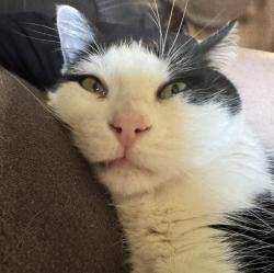 Sierak profile picture