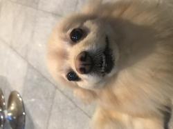 User Profile: CozyPup1