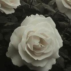 User Profile: Larue25
