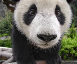 colorfulPanda8664 profile picture