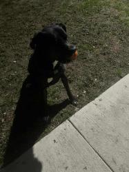 User Profile: Mansbestfriend