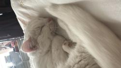 User Profile: Llavender25