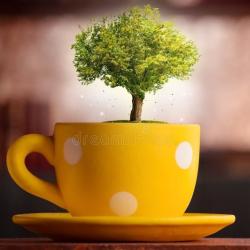 User Profile: magicalTree4461