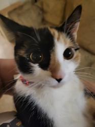 User Profile: listeningcalico1055