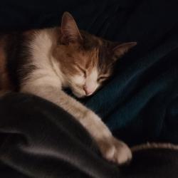 User Profile: Fosteringpaws