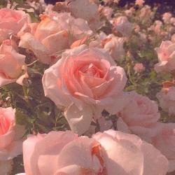 User Profile: violetpink66