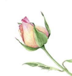 User Profile: CalmRosebud