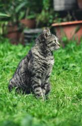 User Profile: Magicpawsoffuture