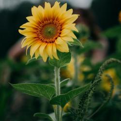 User Profile: PurpleGloria