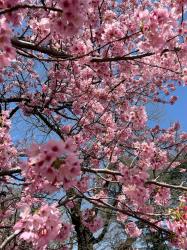 User Profile: BlossomCup