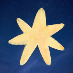 starryJoy2222 profile picture
