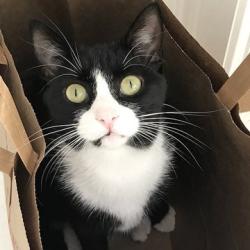 JustacatTotalkTo profile picture