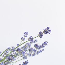 User Profile: lavenderauraa