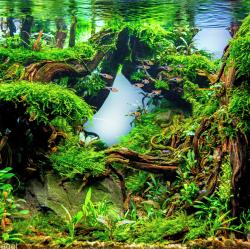 User Profile: Aquascape88