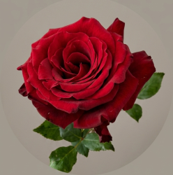 User Profile: GentlyARose
