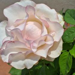 User Profile: calmPurple5715