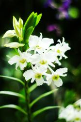 User Profile: WhiteOrchids697