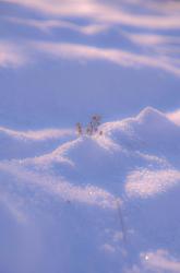 User Profile: DustOfSnow