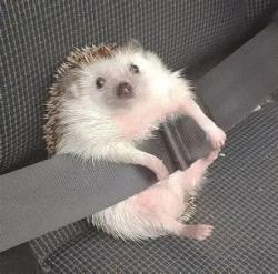 User Profile: Hedgehogs83