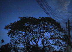 User Profile: lilblueboat81