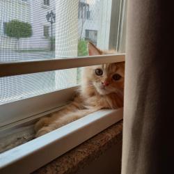 User Profile: EmpathicPikachu