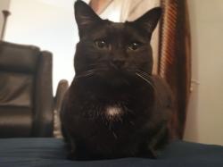 User Profile: 247catparty