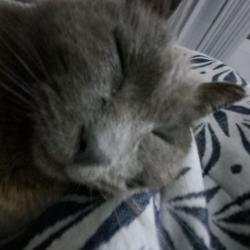 sarakind profile picture