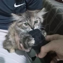 User Profile: CatsoftheUniverse1617
