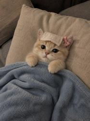 User Profile: meowsbeeks