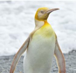 YellowPenguin17 profile picture
