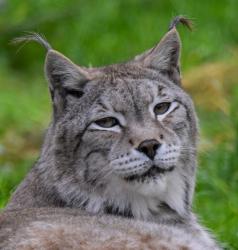 User Profile: Oscarthecat3