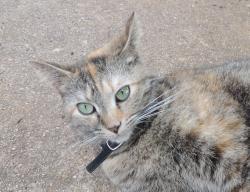 User Profile: Calytrix6
