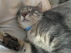 User Profile: SunbathingCat