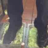 User Profile: Burgerkingfootlettucefan