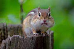 User Profile: acornsandpumpkins