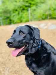 User Profile: Happylabrador19