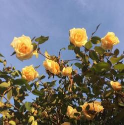 User Profile: qtsie