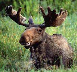 User Profile: FlyingMooses