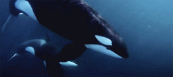 User Profile: MarineBioNoah